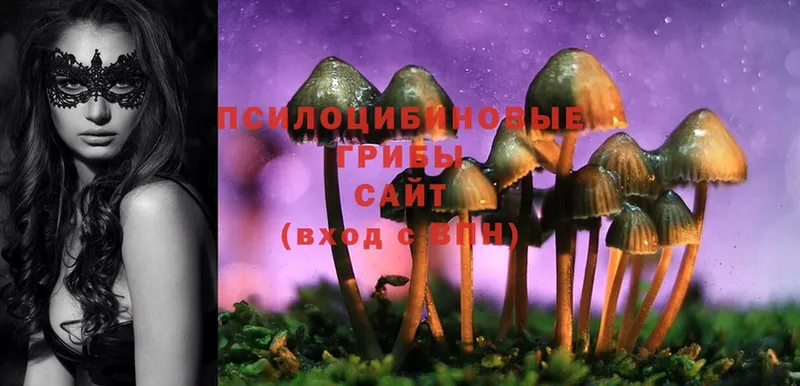 Псилоцибиновые грибы Psilocybe  гидра рабочий сайт  Россошь 